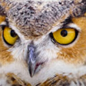 Meet your Posher, Kallie